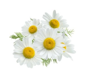 chamomile