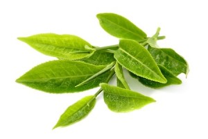 green tea leaves