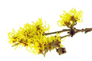 witch hazel - hamamelis